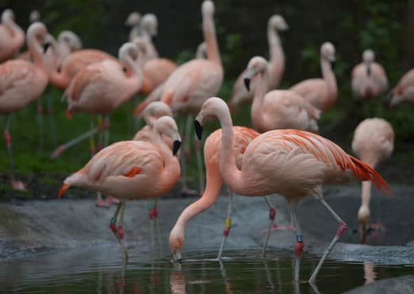 Some of the 34 Chilean flamingos at Edinburgh Zoo, Scotland take a bath together. Picture: Hemedia