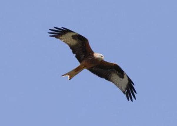 A number of red kites are among the birds found dead. Picture: TSPL