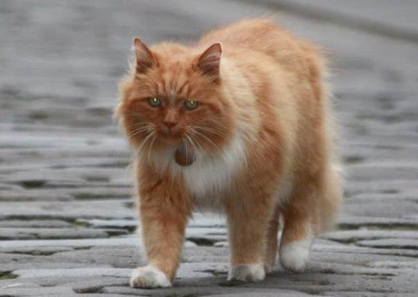 Hamish McHamish, Scotland's 'most famous cat'. Picture: Submitted