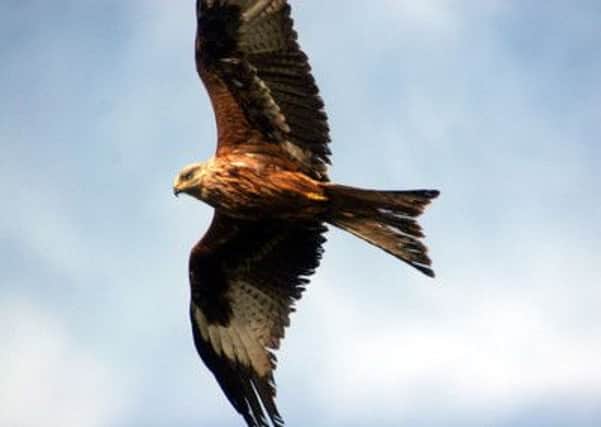 12 red kites have died in the recent poisonings. Picture: Contributed