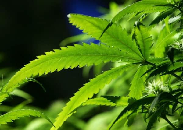 Marijuana plays a big part in popular culture in Jamaica, even though its illegal. Pictures: Getty Images