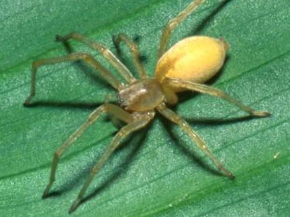 The venomous yellow sac spider has a fondness for hydrocarbons found in car fuel. Picture: Getty