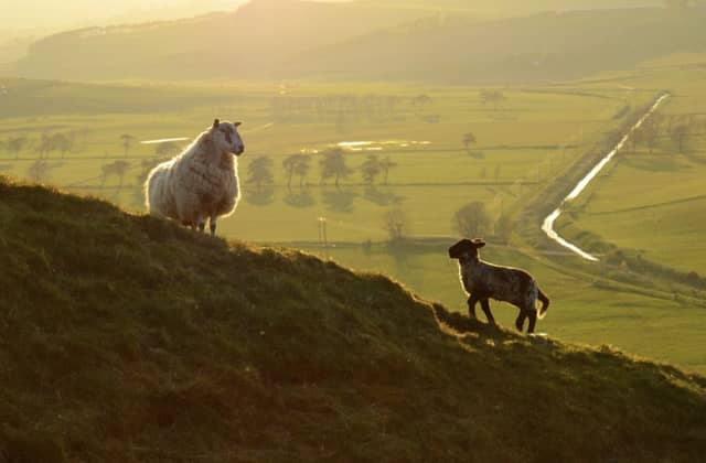 Developments in Brussels reveal that the NFUS has great concerns for the hill sector. Picture: Roy Henderson