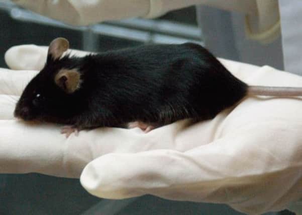 Scientists have successfully regenerated the Thymus of a mouse, which could pave the way for the treatment to be used on humans in the future. Picture: AP