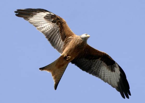 A number of red kites and buzzards have been found dead in a two square-mile area of Ross-shire. Picture: Ian Rutherford