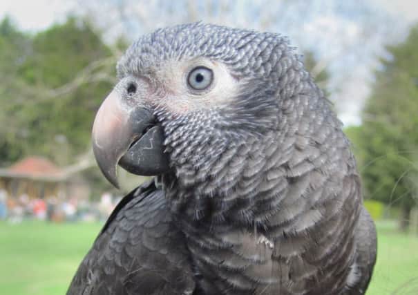 Wunsy, the African grey parrot. Picture: PA