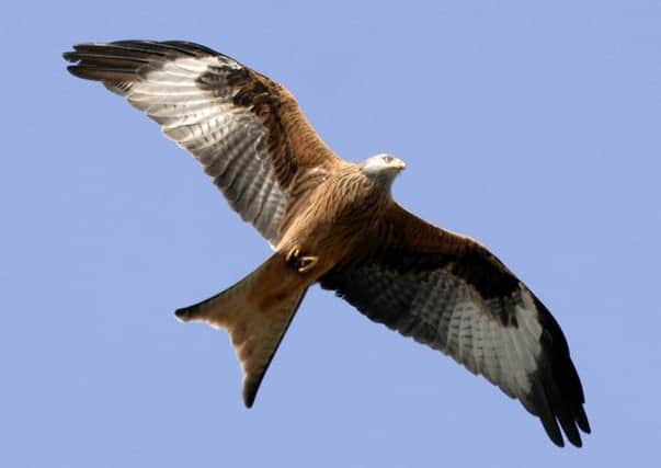 A number of red kites have been poisoned in a two-mile area. Picture: TSPL