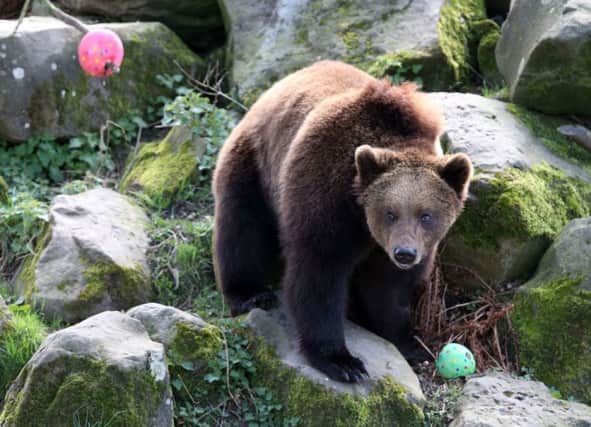 The European brown bears at Blair Drummond Safari Park were given early Easter treats. Picture: PA
