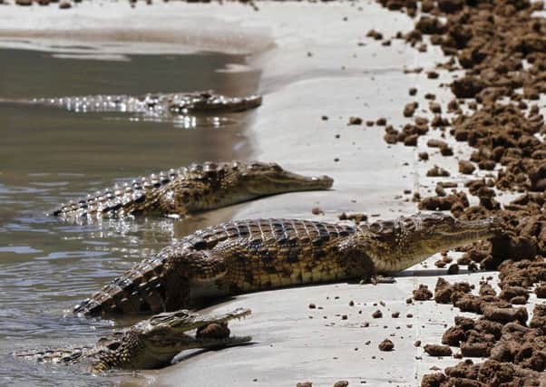 Crocodiles are a major hazard for Limpopo border jumpers. Pictures: Reuters