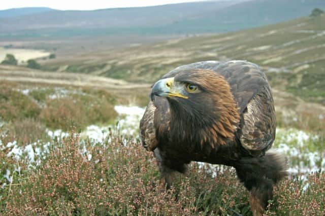 The forest harbours such species as the golden eagle. Picture: RSPB