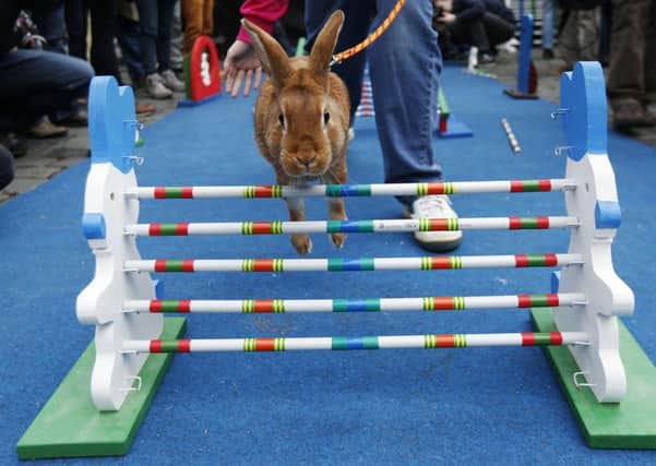 A rabbit leaps over an obstacle during a bunny hop competition in Prague's Old Town Square. Picture: AP