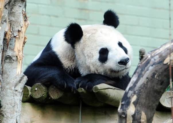 Edinburgh Zoo's giant panda Tian Tian. Picture: Ian Rutherford