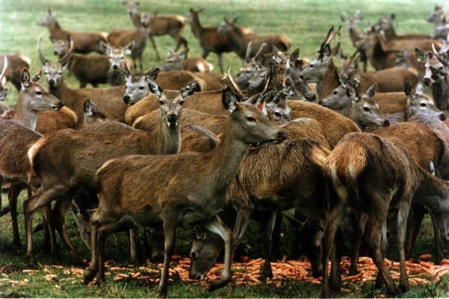 The home market is struggling to meet the consumer demand for venison. Picture: Ian Rutherford