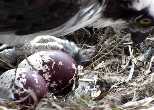 Lady watches over her eggs on the Loch of the Lowes reserve. Picture: PA