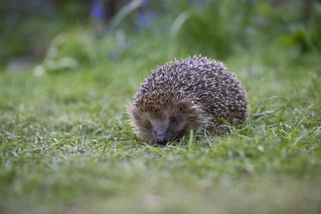 Hedgehogs are increasingly rare visitors to gardens. Picture: PA