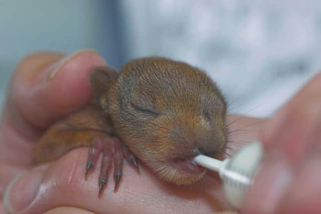 Squirrelly was found by a dog in an Inverness woodland