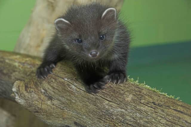 Martina the pine marten was rescued after falling from a tree in the Highlands. Picture: SSPCA