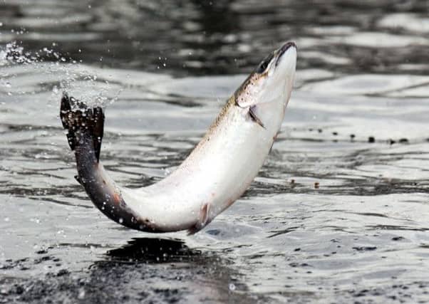 The firm had planned to cull seals to protect salmon nets. Picture: TSPL