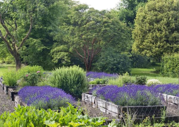 Lavender in raised beds in the grounds of Duchal House. Picture: Ray Cox