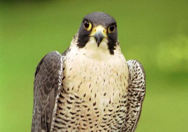A peregrine falcon similar to this one was found dead in the quarry. Picture: TSPL