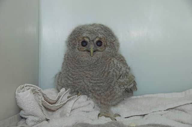 The baby tawny owl will be looked after by the SSPCA until he can be released back into the wild. Picture: Complimentary