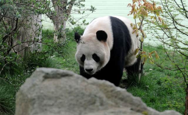 Yang Guang and his mate, Tian Tian, have become star attractions at Edinburgh Zoo. Picture: Lisa Ferguson