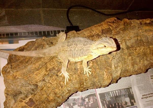 Malfoy was found in a Berwickshire garage. Picture: SSPCA