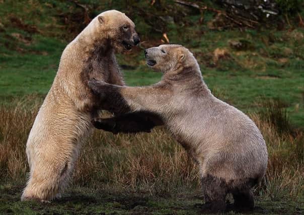 Highland Wildlife Park polar bears Walker and Arktos have been selected a girlfriend from a dating agency. Picture: Getty
