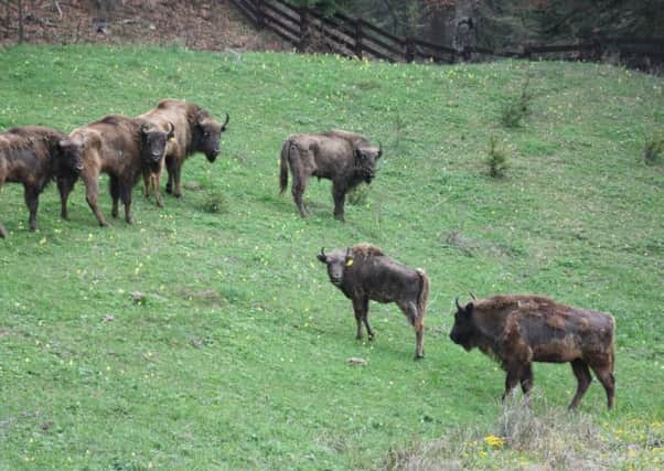 Glen Rosa is one of a number of bison to be reintroduced to the wild. Picture: Royal Zoological Society of Scotland