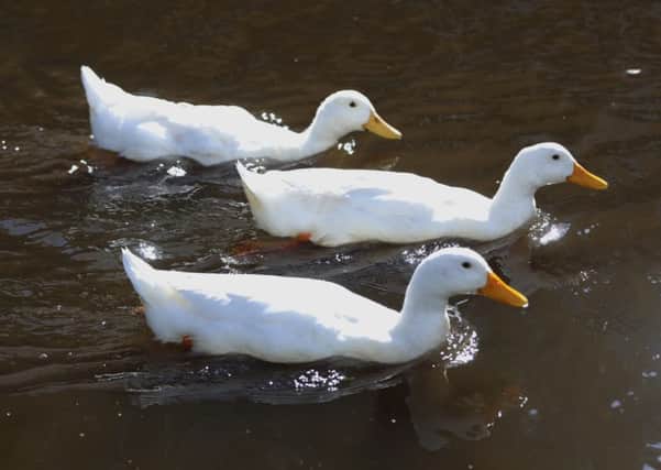 Glasgow City Council have placed a ban on feeding the Queen's Park ducks. Picture: TSPL