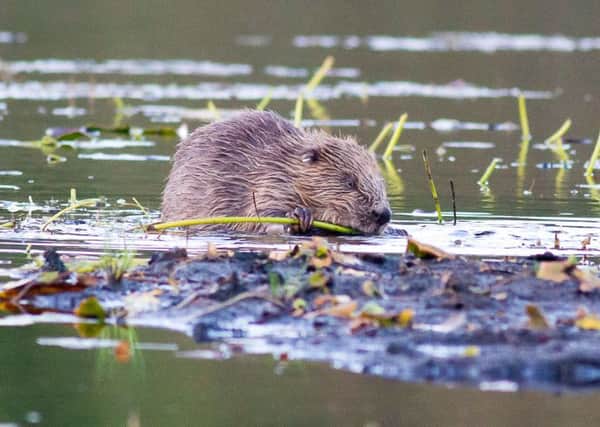 The majority of those polled backed the return of beavers to the wild. Picture: PA