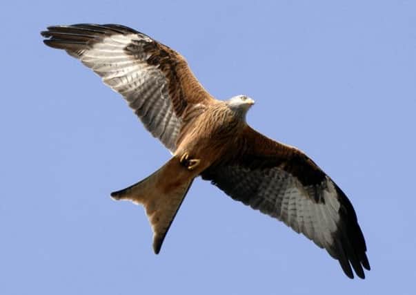 Red Kites have been spotted at Cawdor Castle. Picture: TSPL