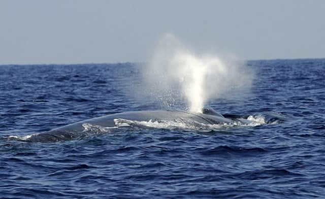 Three blue whales, the oceans largest mammals, have been washed up on Newfoundlands coast. Puicture: Getty
