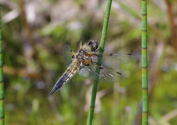 Dragonflies are thriving in the Highlands, according to new research. Picture: Contributed