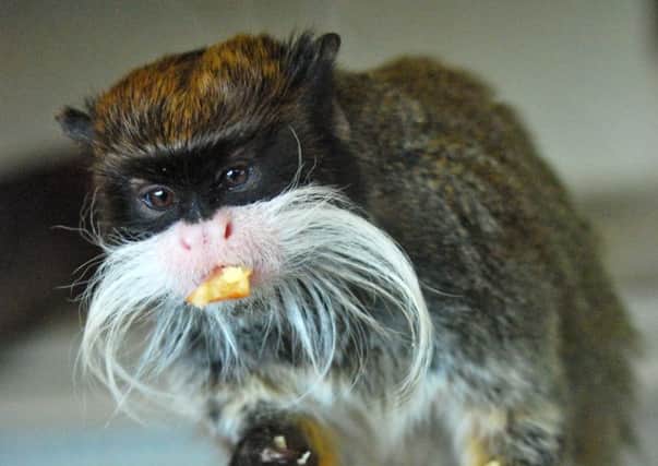 A Blackpool Zoo photo of one of five tamarin monkeys that were stolen on Tuesday. Picture: PA