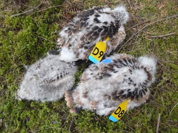 These four-week-old sibling chicks were found dead in March this year. Picture: RSPB