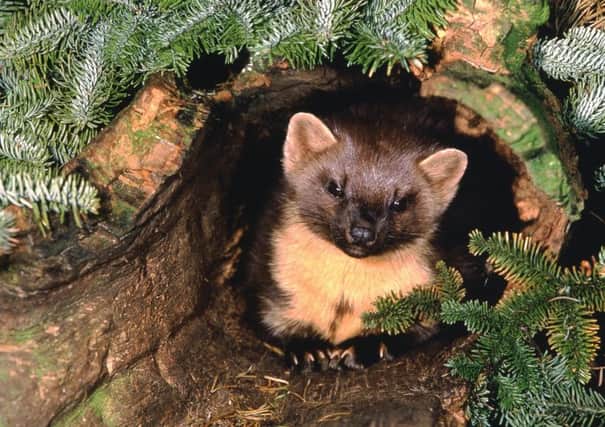 The pine marten is starting to recolonise areas south of Glasgow. Picture: Bill Paton