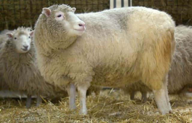 Shared ideas among scientists in a Scottish lab led to the breakthrough that was Dolly the sheep. Picture: PA