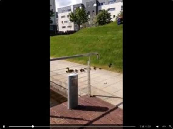 Brian Mitchell captured these ducks making their way to a water feature. Picture: Contributed