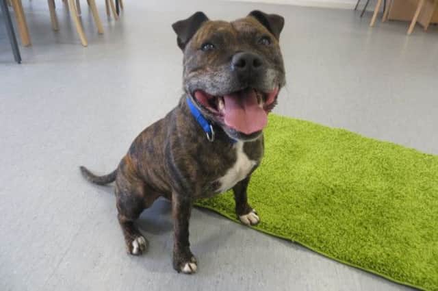Bolt, a Staffordshire bull terrier, has been moved to the SSPCA's Aberdeenshire rehoming centre. Picture: Contributed