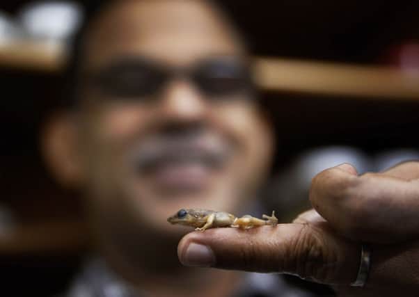 University of Delhi professor Sathyabhama Das Biju displays one of the newly discovered species of frogs in his laboratory. Picture: AP