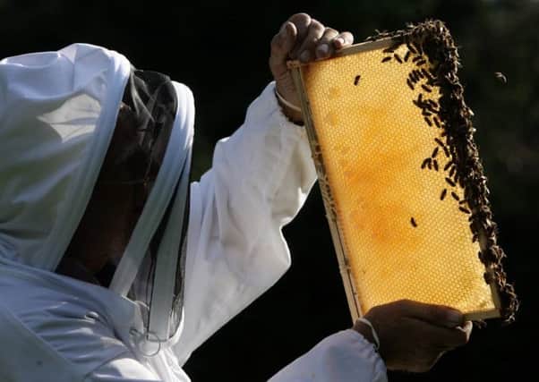 Colony Collapse Disorder, reported in the US, has now spread to the UK. Picture: Getty