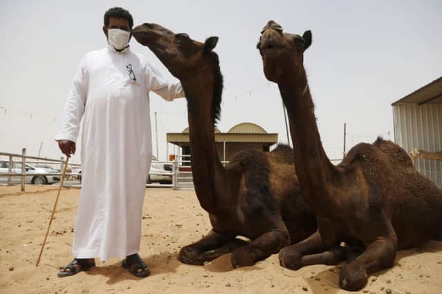 Camels are an integral part of Saudi society, still used to cross deserts. Picture: Reuters