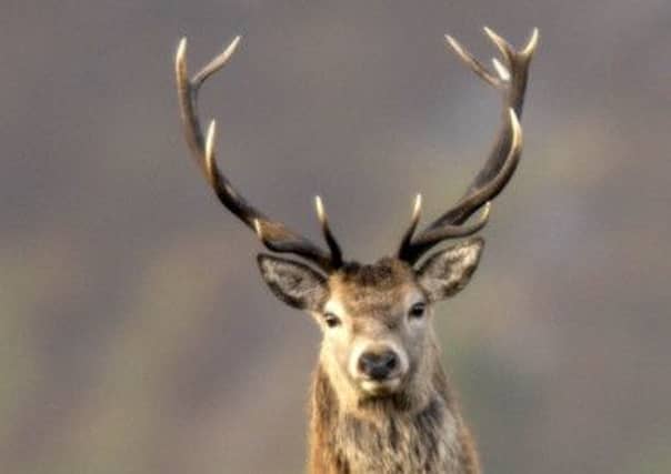 Deer are a common sight in the Highlands, but normally are shy. Picture: Ian Rutherford