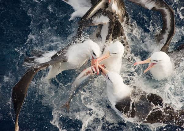 Discarded fish are food for a wide range of seabirds. Photograph: Tomasz Racznyski