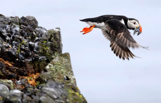 The RSPB said species such as the puffin, kittiwake and gannet are increasingly at risk from off-shore wind farms. Picture: Jane Barlow