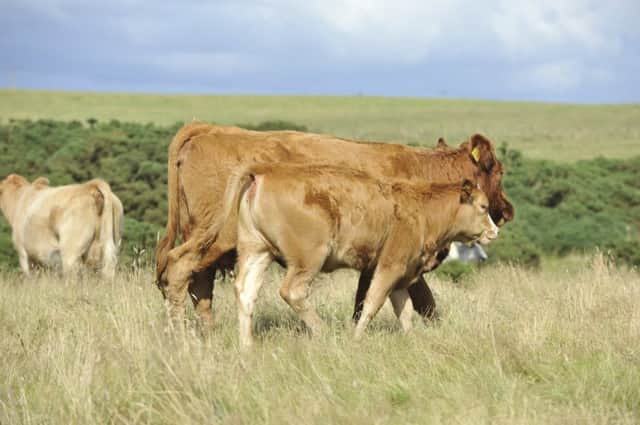 Scotland has pulled together to eradicate bovine viral diarrhoea. Picture: Phil Wilkinson