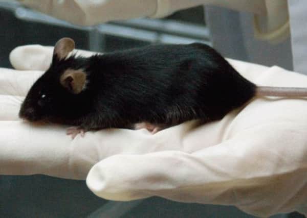 Mice engineered to be lame were suddenly able to walk. Picture: AP