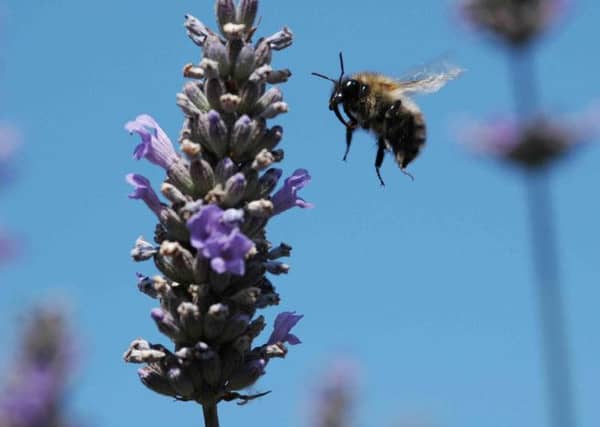 Thurso is set to be designated as a 'bumblebee town'. Picture: PA