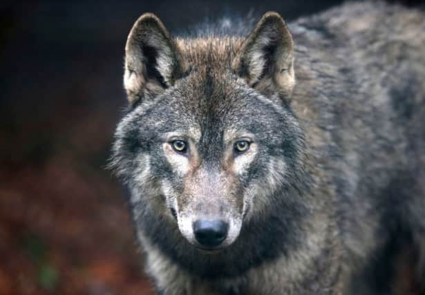 There is 'no ecological reason' why wolves should not be reintroduced to Scotland's Highlands. Picture: Getty